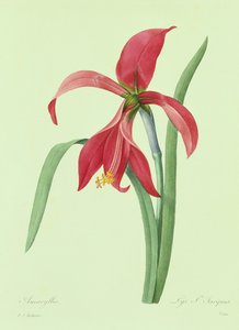 アマリリス (カラー彫刻) 作： Pierre Joseph Redouté