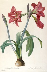 Amaryllis brasiliensis ブラジルのアマリリス。 作： Pierre Joseph Redouté