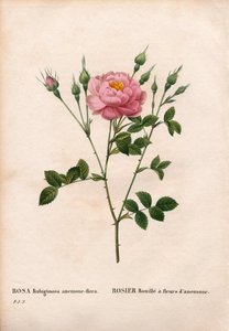 アネモネの花をつけたスイートブライヤー・ローズ、ロサ・ルビギノーサ品種、ローズ・サビ。ピエール・ジョセフ・ルドゥーテの「Les Roses」（パリ）より、手彩色のスティップル銅版画 作： Pierre Joseph Redouté