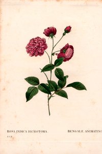 アニメーティング・チャイナローズ（Rosa chinensis hybrid）、ベンガル・アニメーティング（The Bengal animating）。ピエール・ジョセフ・ルドゥーテの「Les Roses」（パリ）より、手彩色のスティプル銅版画 作： Pierre Joseph Redouté