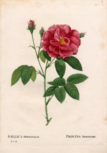 薬屋のバラ（Rosa gallica var. officinalis）、普通のプロヴァンのバラ（Rose de Provins）。ピエール・ジョセフ・ルドゥーテの「パリの薔薇」からの手彩色スティプル銅版画 作： Pierre Joseph Redouté