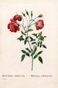 ブーケのバラ（Rosa chinensis）のベンガル。ピエール・ジョセフ・ルドゥーテの「Les Roses」（パリ）に掲載された手彩色のスティップル銅版画 作： Pierre Joseph Redouté