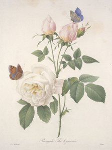ベンガルヒメニックティー、最も美しい花と最も美しい果物の選択、1827年（手彩色の点描彫刻）