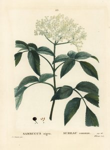 ブラックエルダーまたはヨーロッパエルダーベリー（Sambucus nigra）。パリで出版されたHenri Louis Duhamel du Moncelの『Treat des Arbres et Shrustes』に掲載されたPierre-Joseph Redouteのイラストをもとに、Miss Brenetが手彩色のスティプル・エングレーヴィングを施したもの。 作： Pierre Joseph Redouté