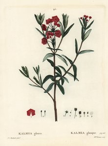沼の月桂樹、Kalmia polifolia（Kalmia glauca）。パリで出版されたHenri Louis Duhamel du Moncelの『Treat des Arbres et Shrustes』に掲載されたPierre-Joseph Redouteのイラストをもとに、Miss Brenetが手彩色で描いたスティップル・エングレーヴィング。 作： Pierre Joseph Redouté