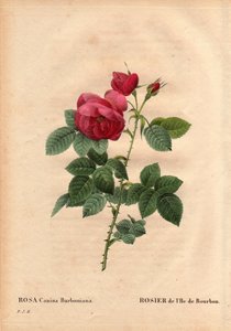 ボタニカルボード、花、バラの品種。ブルボン島ローズ（Rosa canina burbonia）。1821年、フランスのヌイリーの庭園で、ムッシュ・ジャックがブルボン島の種子を使って栽培した。ピエール・ジョセフ・ルドゥーテ（1759-184）の「薔薇」第2巻に掲載。 作： Pierre Joseph Redouté