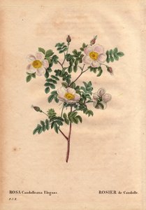 ボタニカルボード、花、バラの品種。De Candolle