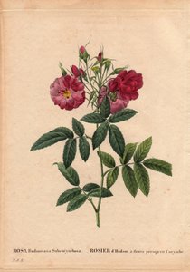 ボタニカルボード、花、バラの品種。ハドソンローズ（Rosa hudsonia subcorymbosa）は北米産で、この品種は1821年以前にMonsieur Ternauxによって栽培されていましたが、花がほとんどコリンベになっています。ピエール・ジョセフ・ルドゥー（1759-1840）の「Les Roses」第2巻に掲載。 作： Pierre Joseph Redouté