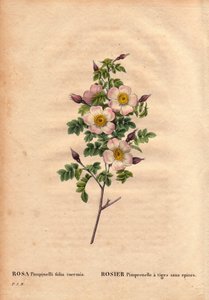 ボタニカルボード、花、バラの品種。茎に棘のないピンプレネルローズ（Rosa pimpinelli folia inermis）。ピエール・ジョセフ・ルドゥーテ（1759-1840）の「Les Roses」第2巻に掲載。 作： Pierre Joseph Redouté