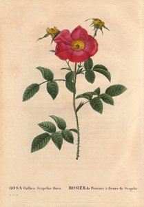 ボタニカルボード、花、バラの品種。Provin Rose with Stapelia flowering (Rosa Gallica Stapeliae flora) おそらく絶滅した種。Pierre Joseph Redoute（1759-1840）の「Les Roses」第2巻に掲載。 作： Pierre Joseph Redouté
