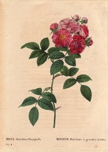 ボタニカルボード、花、バラの品種。大きな葉を持つRosa multiflora（Rosa multiflora platyphylla）は、1817年以前にブルターニュ地方に導入された種子アルティールを栽培しています。Pierre Joseph Redoute (1759-1840)の "Les Roses "第2巻に掲載されています。 作： Pierre Joseph Redouté