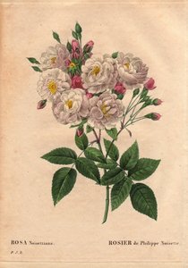 ボタニカルボード、花、バラの品種。Rose of Philippe hazelnut（Rosa noisettiana）。ジョン・チャンプニーがアメリカで栽培し、フィリップ・ノワゼットが1814年にフランスに導入したバラmoschata chinensisのハイブリッド種。による「Les Roses」第2巻に掲載。
