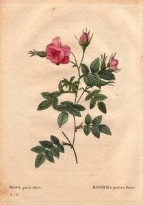 ボタニカルボード、花、バラの品種。北アメリカ産の小花のバラ（Rosa parvi-floraまたはRosa parvi flora）。ピエール・ジョセフ・ルドゥーテ（1759-1840）の「Les Roses」第2巻にて