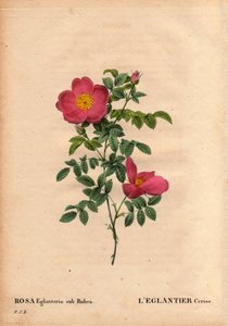 ボタニカルボード、花、バラの品種。1820年頃、Monsieur Vilmorinの温室にあったチェリーエグランティエ（Rosa eglanteria sub rubra）のレパートリーで、黄色いバラfoetidaの種によって得られたもの。ピエール・ジョセフ・ルドゥーテ著「Les Roses」第2巻にて 作： Pierre Joseph Redouté