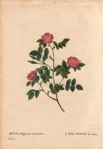 ボタニカルボード、花、バラのバリエーション。森のエグランタイン。(Rosa rubiginosa nemoralis）。)ヨーロッパの種。ピエール・ジョセフ・ルドゥーテ（1759-1840）の「Les Roses」第2巻にて 作： Pierre Joseph Redouté