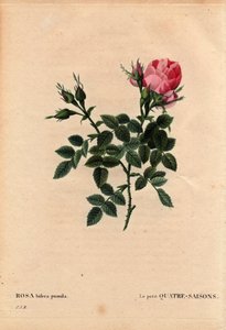 ボタニカルボード、フラワー、ローズ・ヴァリエーション小さな四季（フォーシーズンズ）。ラテン語ではRosa bifera pumila, Monsieur Noel, Paris, France, before 1824で栽培されています。ピエール・ジョセフ・ルドゥーテ（1759-1840）の「Les Roses」第2巻にて