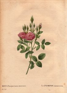ボタニカルボード、花、バラの品種1801年頃にイギリス西部の庭で発見された、きらめくポンポンのような種類の「ローズ・ド・モー」（Rosa Pomponiana muscosa）。ピエール・ジョセフ・ルドゥーテ（1759-1840）の "Les Roses "第2巻に掲載。 作： Pierre Joseph Redouté