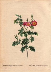 ボタニカルボード、花、バラの品種。非常に棘のあるサビバラ（Rosa rubiginosa aculeatissima）。1810年頃、デュポンが種とパンを入手。Pierre Joseph Redoute (1759-1840)の "Les Roses "第2巻に掲載。 作： Pierre Joseph Redouté