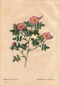 ボタニカルボード、花、バラの品種。ブッシュローズ（Rosa dumetorum）。1821年以前に発見されたヨーロッパやアジアのカニンバラの仲間から。ピエール・ジョセフ・ルドゥーテ（1759-1840）の「Les Roses」第2巻に掲載。 作： Pierre Joseph Redouté