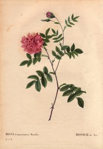 ボタニカルボード、花、バラの品種。メイローズ。(Rosa cinnamomea maialis）。)ヨーロッパに分布する野生の花。ピエール・ジョセフ・ルドゥーテ（1759-1840）の「薔薇」第2巻に掲載。 作： Pierre Joseph Redouté