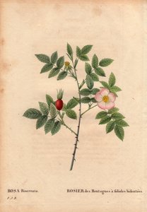 ボタニカルボード、花、バラの品種。ロサ・ビセラータ（Rosa Biserrata）の葉を持つマウンテンローズ。1812年以前にドクター・メラットがフランスのパリ近郊のモン・ヴァレリアンで採取。Pierre Joseph Redoute (1759-1840)の "Les Roses "第2巻に掲載。 作： Pierre Joseph Redouté