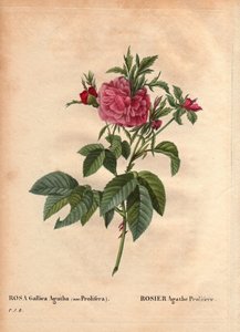 ボタニカルボード、花、バラの品種。Rose Agathe Prolifere (Rosa Gallica Agatha Prolifera)です。ピエール・ジョセフ・ルドゥーテ（1759-1840）の「Les Roses」第2巻に掲載。 作： Pierre Joseph Redouté