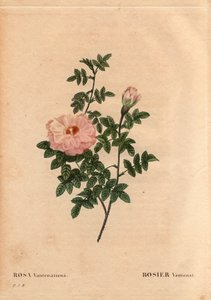 ボタニカルボード、花、バラの品種。ローズ・ベンテナート。(Rosa ventenatiana)、原産地不明。ピエール・ジョセフ・ルドゥーテ（1759-1840）の「Les Roses」第2巻に掲載。