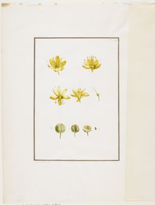 植物の解剖：黄色のアスフォデル（Asphodelus lutea）、c.1778-90（紙と紙とグラファイト） 作： Pierre Joseph Redouté