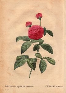 ボタニカルプレート、花、バラの品種。フランスの子供（Rosa gallica agatha var. delphiniana）。1802年頃、デュポン氏によって栽培されたもので、ルイ15世（1710-1774）の時代から知られており、王太子に敬意を表して "Enfant de France "と呼ばれていました。レ・ロ」では 作： Pierre Joseph Redouté