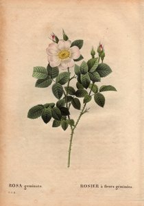 ボタニカルプレート、フラワー、ローズのバリエーション。ジェムストーン・フラワード・ローズ。(Rosa geminata）。)1820年以前にドイツのヴュルツブルク近郊でラウ教授が発見。ピエール・ジョセフ・ルドゥーテ（1759〜1840）の「薔薇」第2巻に掲載。 作： Pierre Joseph Redouté