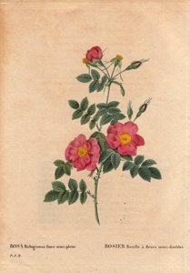 ボタニカルプレート、花、バラの品種。1806年頃にP.J.ルドゥーテが種から入手して栽培した、半八重の花を咲かせるローズラスト（Rosa rubiginosa flora semi pleno）。ピエール・ジョセフ・ルドゥーテ（1759-1840）の「Les Roses」第2巻に掲載。 作： Pierre Joseph Redouté