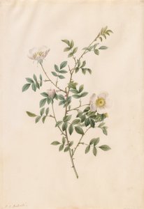 ブライアー ブッシュ ローズまたはドッグ ローズ (Rosa Sepium Rosea) 作： Pierre Joseph Redouté