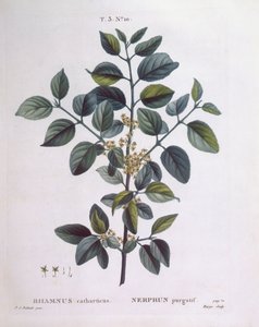 バックソーン（Rhamnus catharticus）、Henry Louis Duhamel du Monceau、Pierre Joseph Redoutéによる植物画プレート 作： Pierre Joseph Redouté
