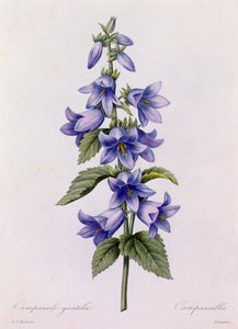 カンパニュラ (カラー彫刻) 作： Pierre Joseph Redouté