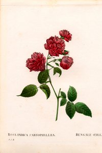 カーネーション チャイナローズ（Rosa chinensis） ベンガルカーネーション（The Bengal Carnation） カーネーション。ピエール・ジョセフ・ルドゥーテの『Les Roses』（パリ）に掲載された手彩色のスティプル銅版画