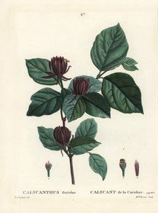 カロライナ・スパイシーブッシュまたはイースタン・スイートシュラブ（Calycanthus floridus）。パリで出版されたHenri Louis Duhamel du Moncelの『Treat des Arbres et Shrustes』に掲載されたPierre-Joseph Redouteのイラストをもとに、Miss Brenetが手彩色したスティプル・エングレーヴィング。