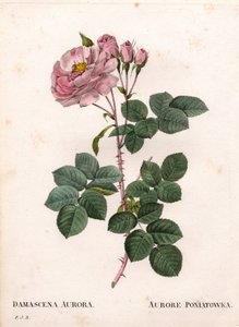 セレステ・ローズ、ロサ・アルバ種、ローズ・オーロール・ポニアトフスカ。ピエール・ジョセフ・ルドゥーテの「Les Roses」（パリ）より、手彩色のスティプル銅版画 作： Pierre Joseph Redouté