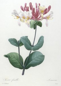 シュヴェールフィーユ、Choice Des Plus Belle Fleurs et des Beaux Fruits、1827年（手彩色の点描彫刻）