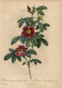 シナモンローズ（Rosa majalis 作： Pierre Joseph Redouté