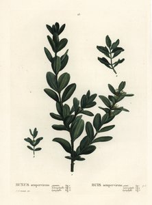 ツゲはBuxus sempervirens (gigantea, heterophylla and leptophylla)と呼ばれます。パリのHenri Louis Duhamel du Monceauの『Treat des Arbres et Shrustes』に掲載されたPierre-Joseph Redouteのイラストをもとにした手彩色のスティップル・エングレーヴィング。 作： Pierre Joseph Redouté