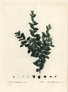 ツゲ（Buxus sempervirens fruticosa）は、一般的な箱、ヨーロッパの箱、またはツゲ。パリのHenri Louis Duhamel du Monceauの『Treat des Arbres et Shrustes』に掲載されたPierre-Joseph Redouteのイラストをもとにした手彩色のスティプル・エングレーヴィング。 作： Pierre Joseph Redouté