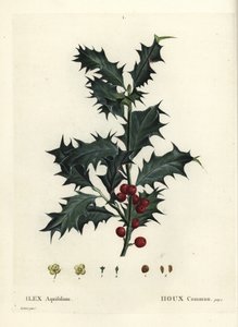 セイヨウヒイラギ（Ilex aquifolium）。パリのHenri Louis Duhamel du Monceauの『Treat des Arbres et Shrustes』に掲載されたPierre-Joseph Redouteのイラストをもとにした手彩色のスティップル・エングレーヴィング。 作： Pierre Joseph Redouté