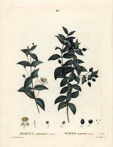 一般的なマートル（Myrtus communis）。パリで出版されたHenri Louis Duhamel du Moncelの『Treat des Arbres et Shrustes』に掲載されたPierre-Joseph Redouteのイラストをもとに、Demachyが手彩色で描いたスティプル・エングレーヴィング。 作： Pierre Joseph Redouté