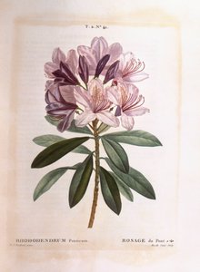 一般的なシャクナゲ（Rhododendron ponticum）、Henry Louis Duhamel du Monceau、Pierre Joseph Redoutéによる植物図版 作： Pierre Joseph Redouté