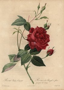クリムゾン・チャイナ・ローズ（Rosa chinensis 作： Pierre Joseph Redouté
