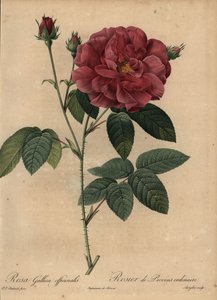クリムゾン・フレンチ・ローズまたはプロヴァンズ・ローズ（Rosa gallica officinalis）。 作： Pierre Joseph Redouté