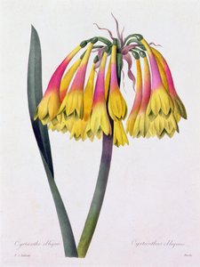 Cyrtanthus Obliquus (カラー彫刻) 作： Pierre Joseph Redouté