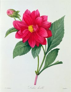 ダリア ダブル (カラー彫刻) 作： Pierre Joseph Redouté