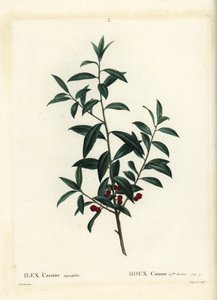 大王ヒイラギ（Ilex cassine）。パリで出版されたHenri Louis Duhamel du Moncelの『Treat des Arbres et Shrustes』に掲載されたPierre-Joseph Redouteの挿絵をもとに、Coqueretが描いた手彩色のスティプル・エングレーヴィング。