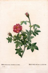 De la Fleche rose, Rosa centifolia var. muscosa, La Mousseuse de la Fleche.ピエール・ジョセフ・ルドゥーテの「Les Roses」（パリ）より、手彩色のスティプル銅版画 作： Pierre Joseph Redouté